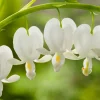 Outlet Tränendes Herz (Dicentra spectabilis 'Alba') Blühende Pflanzen|Mehrjährige Pflanzen