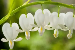 Outlet Tränendes Herz (Dicentra spectabilis 'Alba') Blühende Pflanzen|Mehrjährige Pflanzen