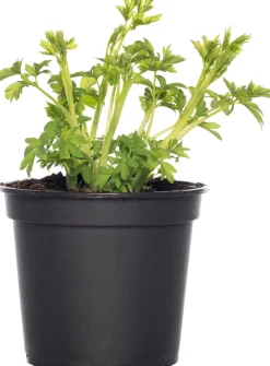 Tränendes Herz (Dicentra spectabile 'Pink') D 17 H 40 cm Winterharte Pflanzen|Mehrjährige Pflanzen