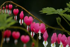 Tränendes Herz (Dicentra spectabile 'Pink') D 17 H 40 cm Winterharte Pflanzen|Mehrjährige Pflanzen