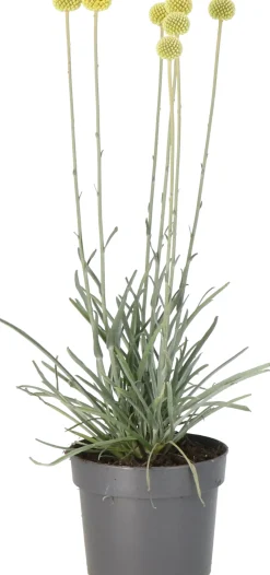 Online Trommelstöckchen (Craspedia globosa 'Golf Beauty') D 17 H 65 cm Blühende Pflanzen|Mehrjährige Pflanzen