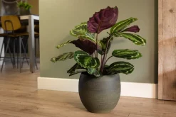 TS Blumentopf Dex grün D 17 H 13 cm Blumentöpfe & Pflanzgefäße|Blumentöpfe