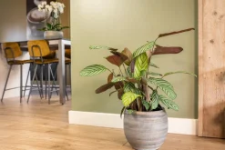 Outlet TS Blumentopf Dex weiß / grau D 28 H 25 cm Blumentöpfe & Pflanzgefäße|Blumentöpfe