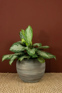 Outlet TS Blumentopf Dex weiß / grau D 28 H 25 cm Blumentöpfe & Pflanzgefäße|Blumentöpfe