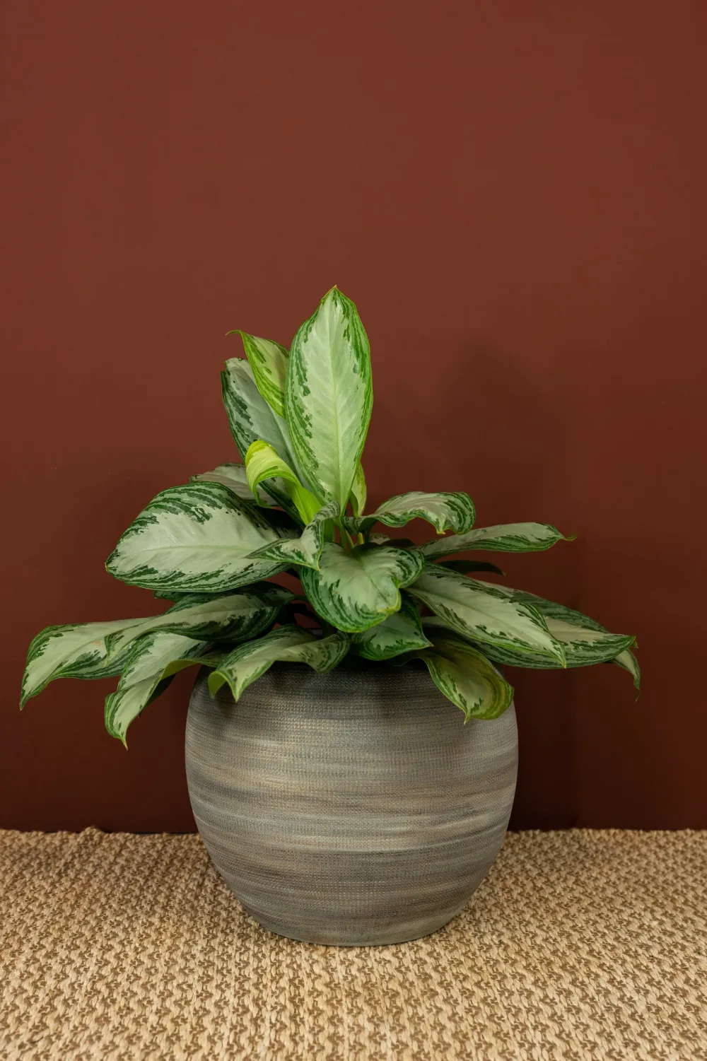 Outlet TS Blumentopf Dex weiß / grau D 28 H 25 cm Blumentöpfe & Pflanzgefäße|Blumentöpfe