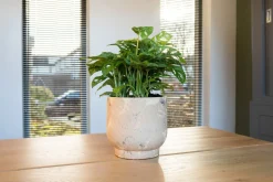 Discount TS Blumentopf Linn creme D 17 H 17 cm Blumentöpfe|Blumentöpfe & Pflanzgefäße