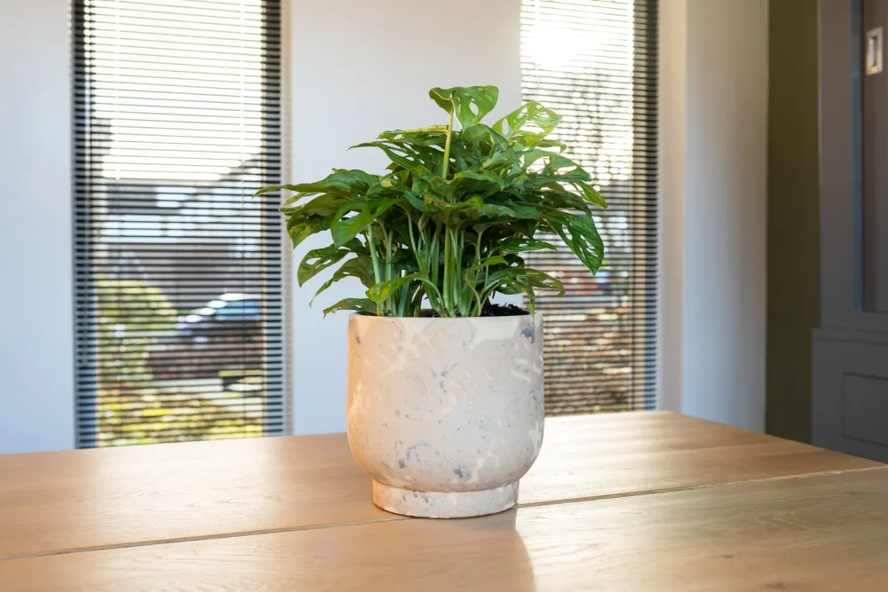 Outlet TS Blumentopf Linn creme D 18 H 25 cm Blumentöpfe & Pflanzgefäße|Blumentöpfe