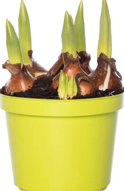 Online Tulpen (Tulipa 'Calgary') D 12 H 8 cm Kleine Zimmerpflanzen|Für Sonne