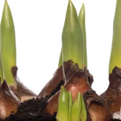 Online Tulpen (Tulipa 'Calgary') D 12 H 8 cm Kleine Zimmerpflanzen|Für Sonne