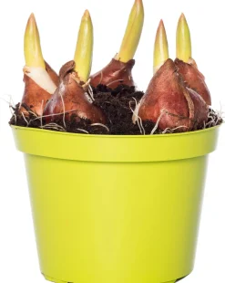 Outlet Tulpen (Tulipa 'Red Flair') D 12 H 8 cm Kleine Zimmerpflanzen|Für Sonne