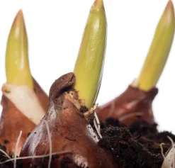 Outlet Tulpen (Tulipa 'Red Flair') D 12 H 8 cm Kleine Zimmerpflanzen|Für Sonne