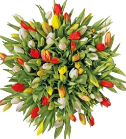 Discount Tulpenmix 10 St. 40cm Frühlings-Blüher|Blumenzwiebeln