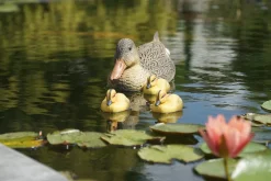 Online Ubbink Teichdeko Küken gelb 12,5 x 6,5 x 7 cm Gartenteich