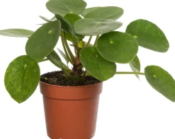Outlet Ufopflanze (Pilea peperomioides) D 7 H 15 cm Luftreinigende Pflanzen|Kleine Zimmerpflanzen