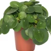 Outlet Ufopflanze (Pilea peperomoides) D 15 cm H 30 cm Luftreinigende Pflanzen|Grünpflanzen