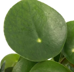 Outlet Ufopflanze (Pilea peperomoides) D 15 cm H 30 cm Luftreinigende Pflanzen|Grünpflanzen