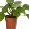 Clearance Ufopflanze (Pilea peperomoides) D 12 cm H 20 cm Kleine Zimmerpflanzen|Luftreinigende Pflanzen