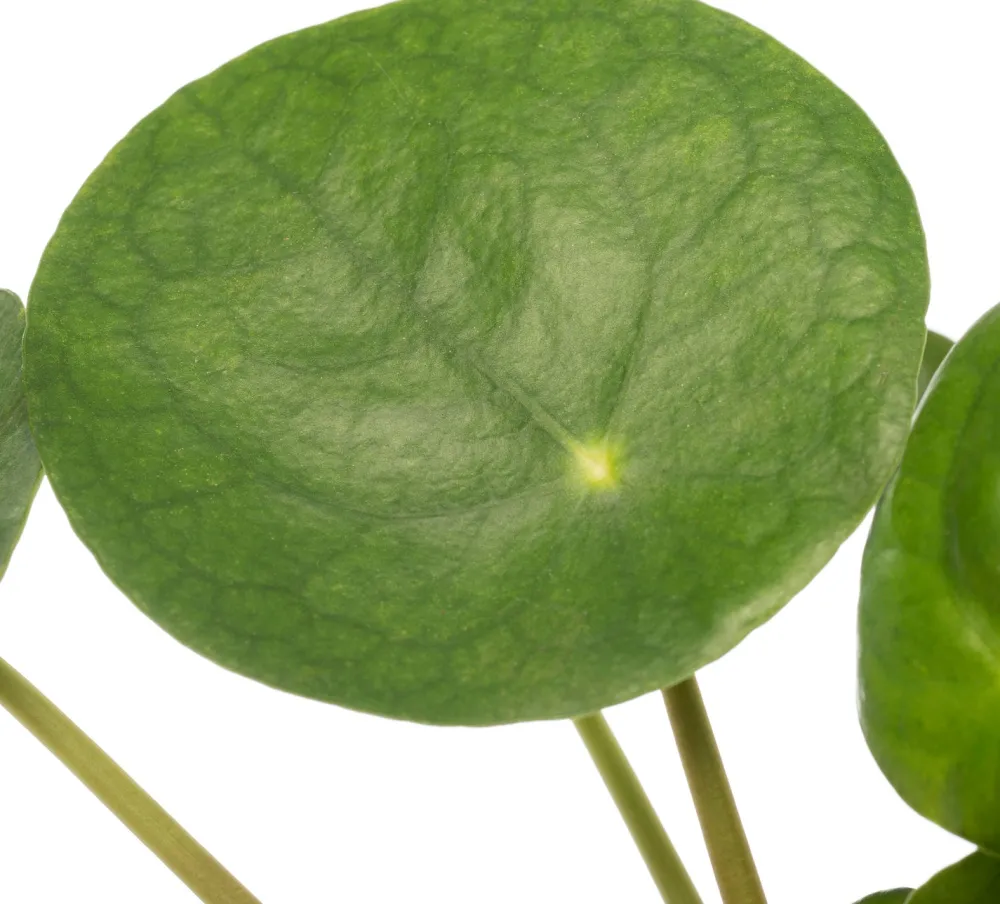 Clearance Ufopflanze (Pilea peperomoides) D 12 cm H 20 cm Kleine Zimmerpflanzen|Luftreinigende Pflanzen