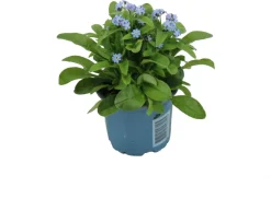 Vergissmeinnicht (Myosotis sylvestris 'Mon Amie') blauw D 10,5 H 25 cm Winterharte Pflanzen|Einjährige Pflanzen