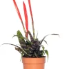 New Vriesea (Vriesea 'Era Triplo') D 12 cm H 45 cm Für Sonne|Blühende Zimmerpflanzen
