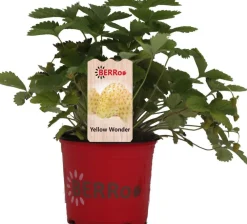 Discount Walderdbeere (Fragaria vesca 'Yellow Wonder') D 12 H 25 cm Obst, Gemüse & Kräuter|Obstpflanzen