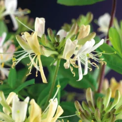 Clearance Waldgeißblatt (Lonicera periclymenum 'Belgica Select') D 23 H 210 cm Blühende Pflanzen|Kletterpflanzen