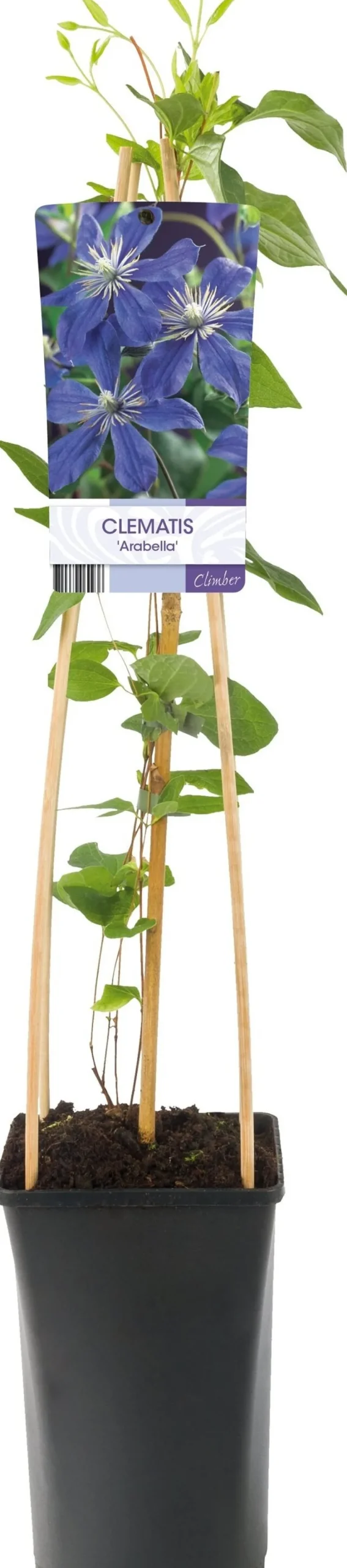 Waldrebe (Clematis 'Arabella') D 17 H 75 cm Blühende Pflanzen|Kletterpflanzen