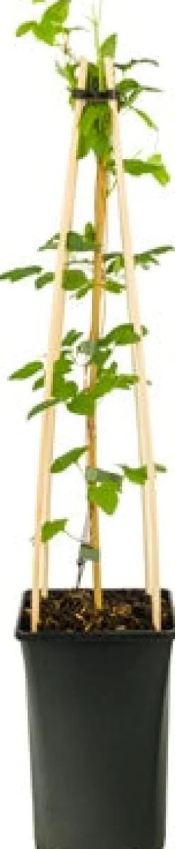 Waldrebe (Clematis 'Forever Friends') D 23 H 210 cm Kletterpflanzen|Winterharte Pflanzen