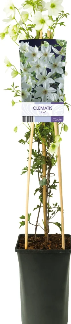 Online Waldrebe (Clematis forsteri 'Joe') D 17 H 75 cm Kletterpflanzen|Winterharte Pflanzen