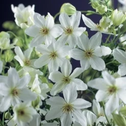 Online Waldrebe (Clematis forsteri 'Joe') D 17 H 75 cm Kletterpflanzen|Winterharte Pflanzen