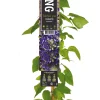 Waldrebe (Clematis 'Jackmanii') D 23 H 210 cm Blühende Pflanzen|Kletterpflanzen