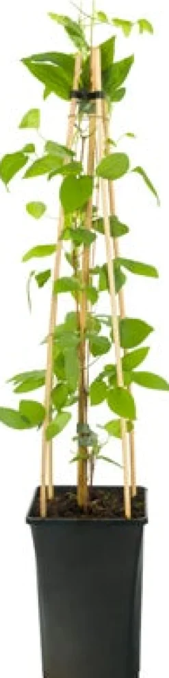 Waldrebe (Clematis 'John Paul II') D 16 H 75 cm Kletterpflanzen|Winterharte Pflanzen