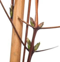 Waldrebe (Clematis 'John Paul II') D 16 H 75 cm Kletterpflanzen|Winterharte Pflanzen