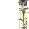 Waldrebe (Clematis 'Kokonoe') D 17 H 75 cm Blühende Pflanzen|Kletterpflanzen