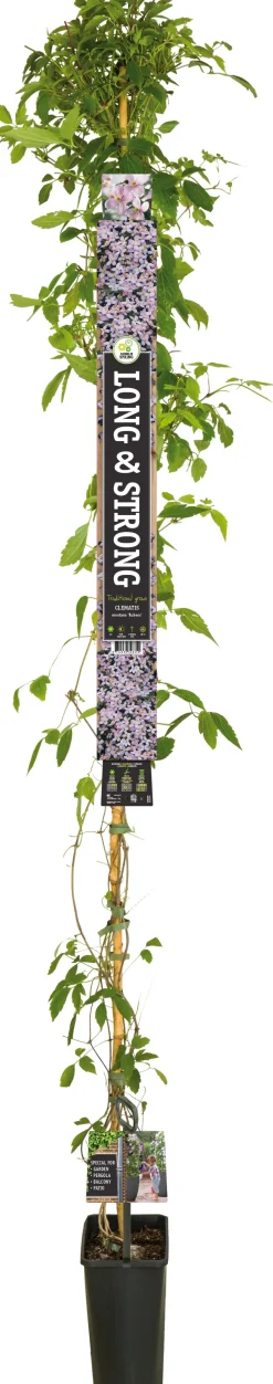 Discount Waldrebe (Clematis montana 'Rubens') D 23 H 210 cm Blühende Pflanzen|Kletterpflanzen