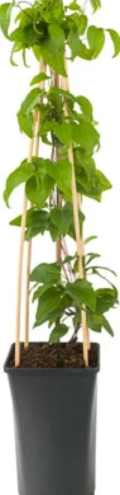 Online Waldrebe (Clematis 'Mrs. N. Thompson') D 16 H 75 cm Blühende Pflanzen|Kletterpflanzen
