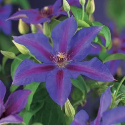 Online Waldrebe (Clematis 'Mrs. N. Thompson') D 16 H 75 cm Blühende Pflanzen|Kletterpflanzen
