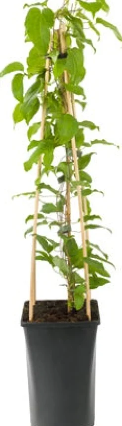 New Waldrebe (Clematis 'Nelly Moser') D 23 H 210 cm Blühende Pflanzen|Kletterpflanzen