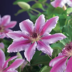 New Waldrebe (Clematis 'Nelly Moser') D 23 H 210 cm Blühende Pflanzen|Kletterpflanzen