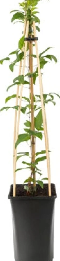 Clearance Waldrebe (Clematis 'Noora') D 16 H 75 cm Blühende Pflanzen|Kletterpflanzen