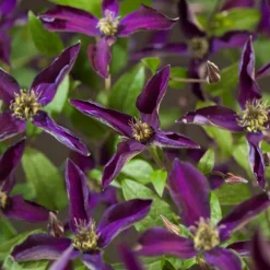 Clearance Waldrebe (Clematis 'Noora') D 16 H 75 cm Blühende Pflanzen|Kletterpflanzen