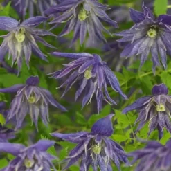 Sale Waldrebe (Clematis 'Octopus' PBR) D 16 H 75 cm Blühende Pflanzen|Kletterpflanzen