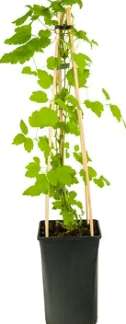 New Waldrebe (Clematis 'Paul Farges') D 16 H 90 cm Blühende Pflanzen|Kletterpflanzen