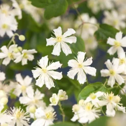 New Waldrebe (Clematis 'Paul Farges') D 16 H 90 cm Blühende Pflanzen|Kletterpflanzen