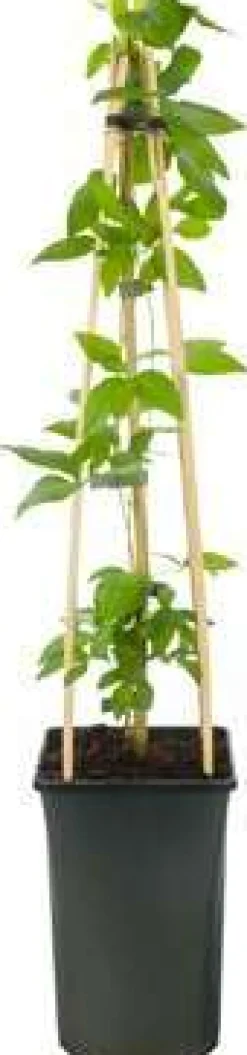 Sale Waldrebe (Clematis 'Pernille') D 23 H 210 cm Blühende Pflanzen|Kletterpflanzen