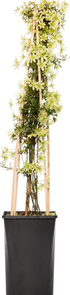 Online Waldrebe (Clematis 'Pixie') D 16 H 75 cm Blühende Pflanzen|Immergrüne Pflanzen