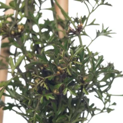 Online Waldrebe (Clematis 'Pixie') D 16 H 75 cm Blühende Pflanzen|Immergrüne Pflanzen