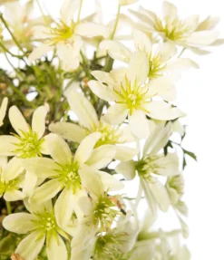 Online Waldrebe (Clematis 'Pixie') D 16 H 75 cm Blühende Pflanzen|Immergrüne Pflanzen