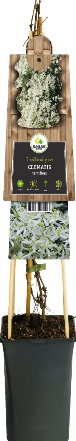 Clearance Waldrebe (Clematis ternifolia) D 17 H 75 cm Blühende Pflanzen|Kletterpflanzen