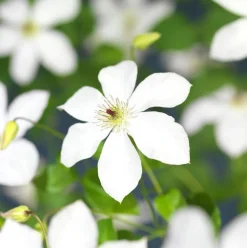 Outlet Waldrebe (Clematis 'Ville de Lyon') D 23 H 210 cm Blühende Pflanzen|Kletterpflanzen